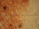 Inocybe ionocephala image