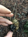 Lycoperdon umbrinum image