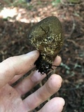 Lycoperdon umbrinum image