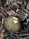 Lycoperdon umbrinum image
