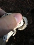 Tricholoma pardinum image