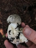Tricholoma pardinum image