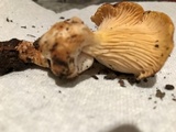 Cantharellus formosus image