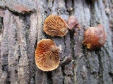Melanotus horizontalis image