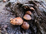Melanotus horizontalis image