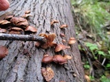 Melanotus horizontalis image