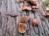 Melanotus horizontalis image