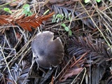 Tricholoma terreum image
