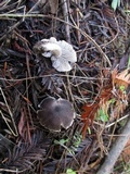 Tricholoma terreum image