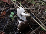 Tricholoma terreum image