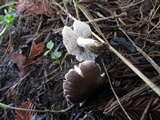 Tricholoma terreum image