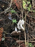 Tricholoma terreum image
