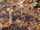 Psathyrella prona image