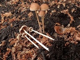 Psathyrella prona image