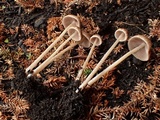 Psathyrella prona image