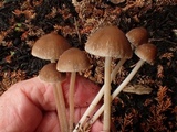 Psathyrella prona image