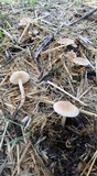Leucoinocybe lenta image