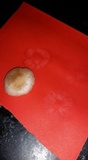 Leucoinocybe lenta image