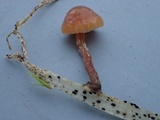 Psilocybe inquilina image
