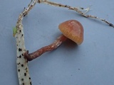 Psilocybe inquilina image
