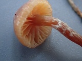 Psilocybe inquilina image