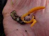 Cordyceps militaris image