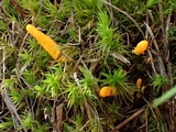 Cordyceps militaris image