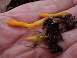 Cordyceps militaris image
