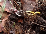 Cordyceps militaris image