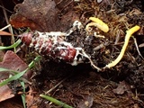 Cordyceps militaris image