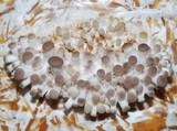 Pleurotus pulmonarius image