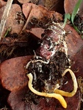 Cordyceps militaris image