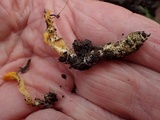 Cordyceps militaris image