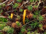 Cordyceps militaris image