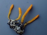 Cordyceps militaris image