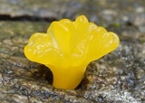 Dacryopinax spathularia image