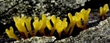 Dacryopinax spathularia image