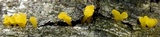 Dacryopinax spathularia image