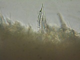 Phanerochaete laevis image
