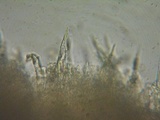 Phanerochaete laevis image
