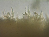 Phanerochaete laevis image