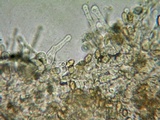 Hebeloma quercetorum image