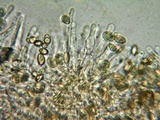 Hebeloma quercetorum image