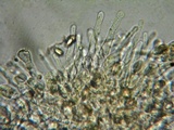 Hebeloma quercetorum image