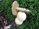 Suillus placidus image