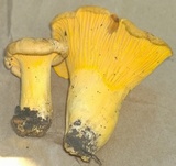 Cantharellus roseocanus image