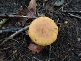Cortinarius flavifolius image