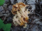 Craterellus odoratus image