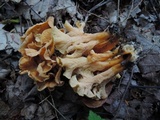 Craterellus odoratus image