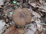 Lactarius lignyotus var. nigroviolascens image